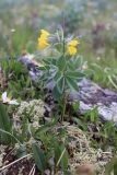 Thermopsis alpina