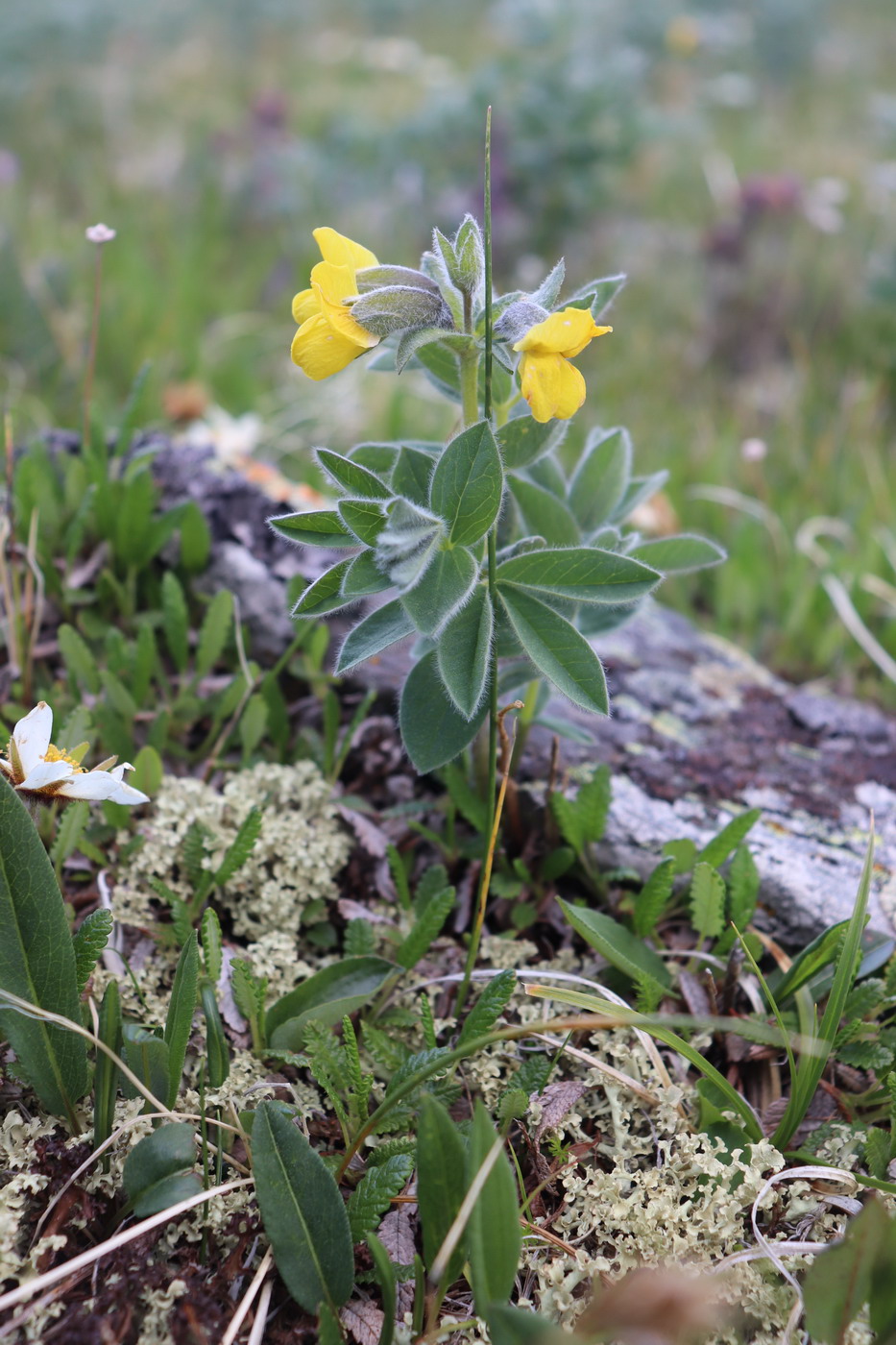 Image of Thermopsis alpina specimen.