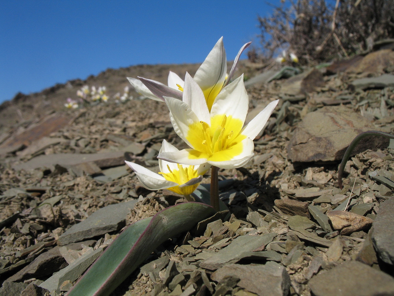 Изображение особи Tulipa orthopoda.