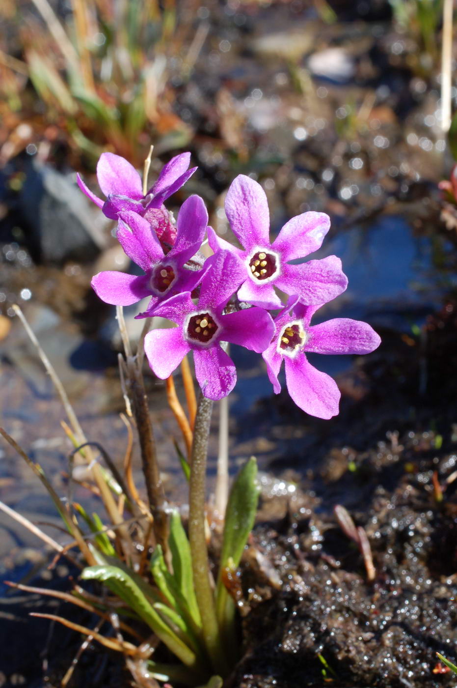 Изображение особи Primula beringensis.