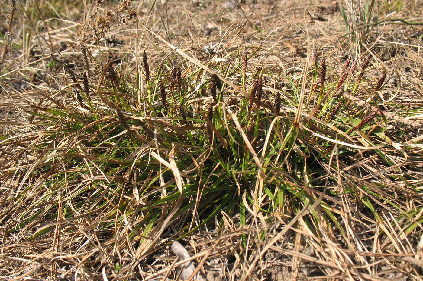 Image of Carex ericetorum specimen.