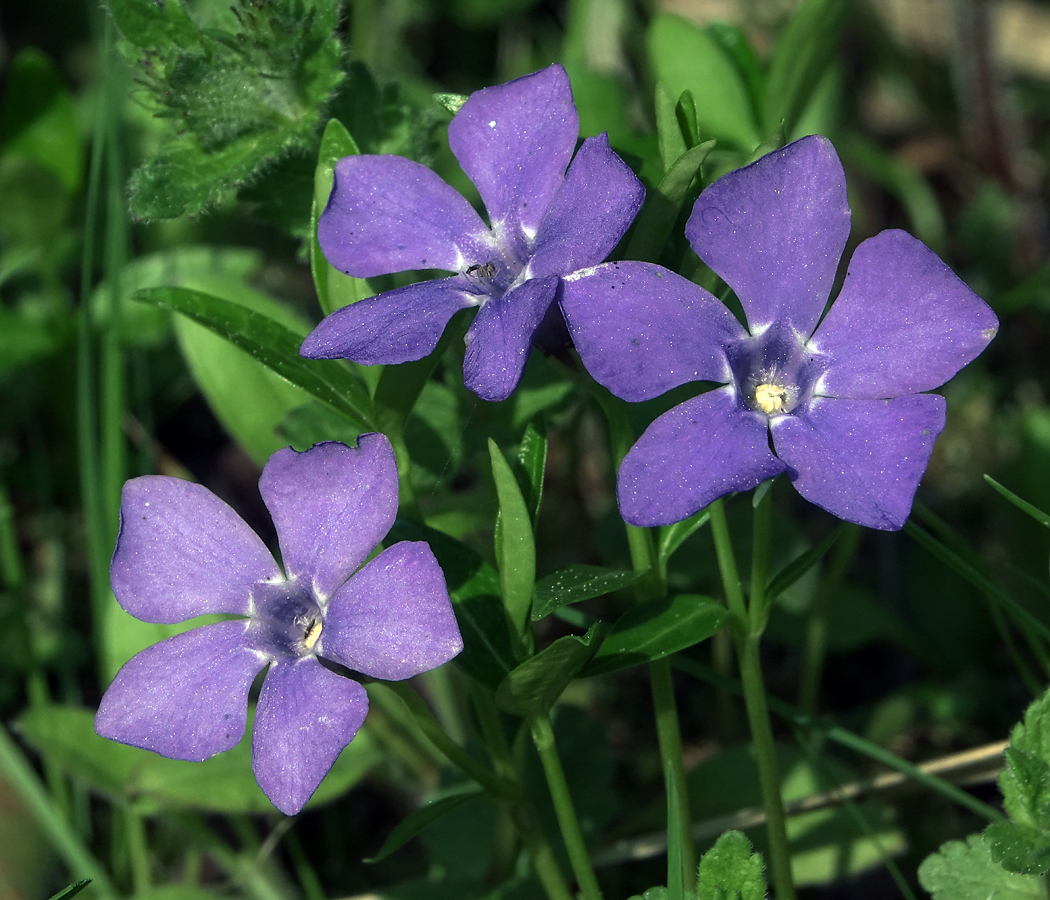 Изображение особи Vinca minor.