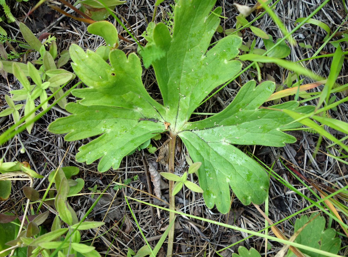 Изображение особи Aconitum crassifolium.