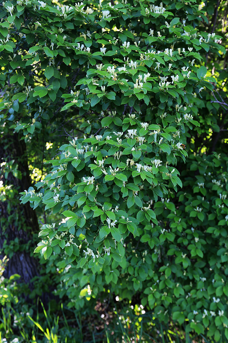 Изображение особи Lonicera ruprechtiana.