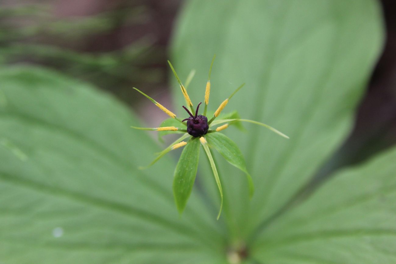 Image of Paris quadrifolia specimen.