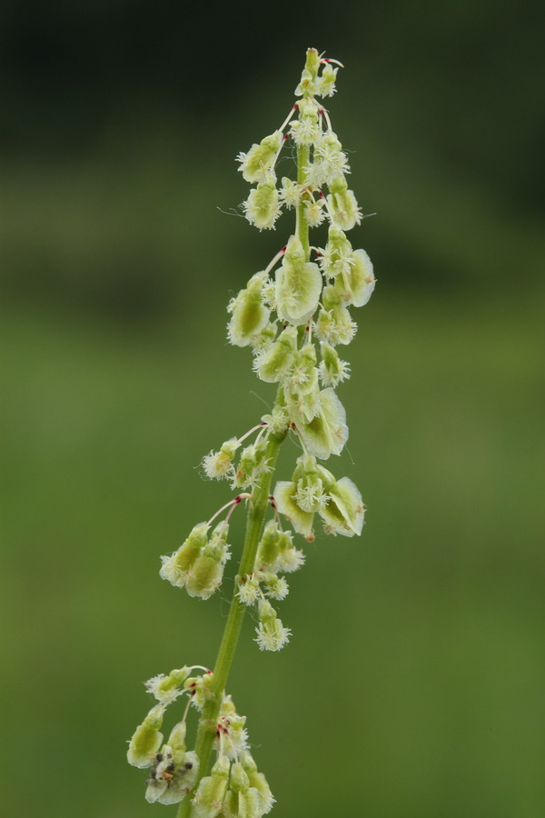 Image of Rumex acetosa specimen.