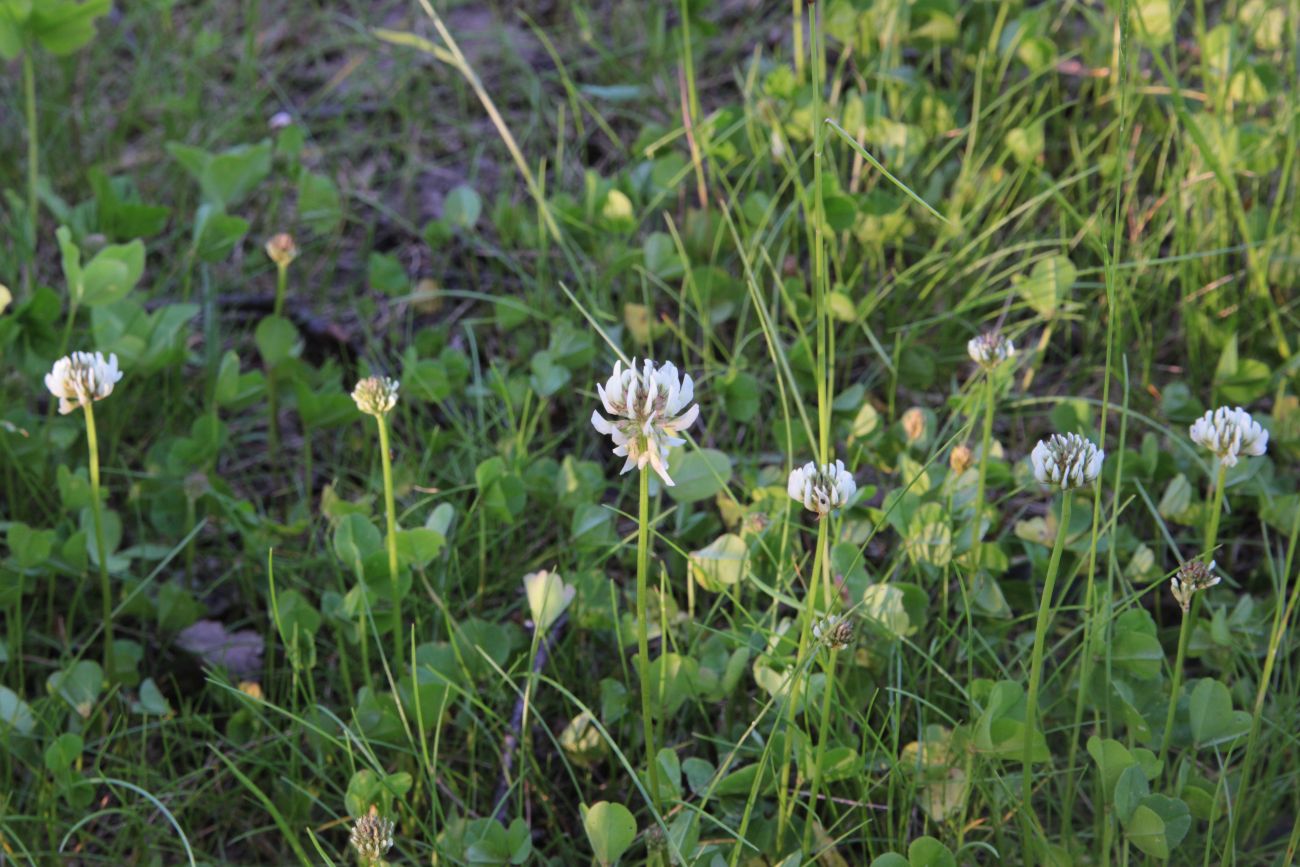 Image of Trifolium repens specimen.