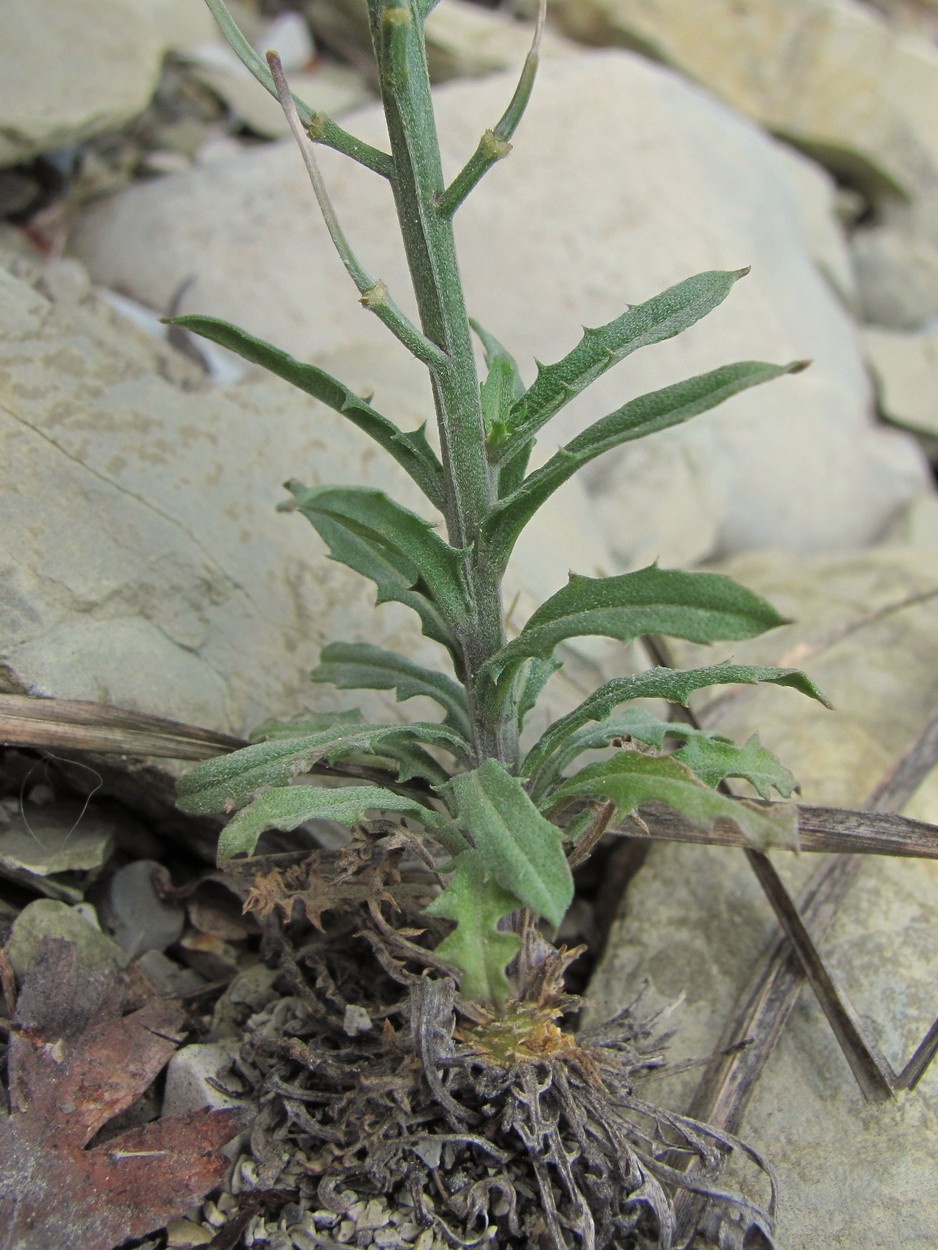 Изображение особи Erysimum callicarpum.