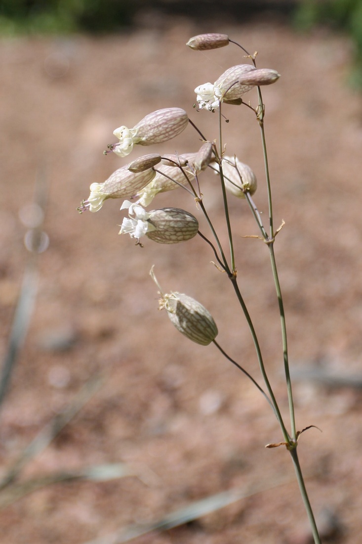 Изображение особи Oberna littoralis.