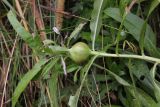 Cirsium setosum