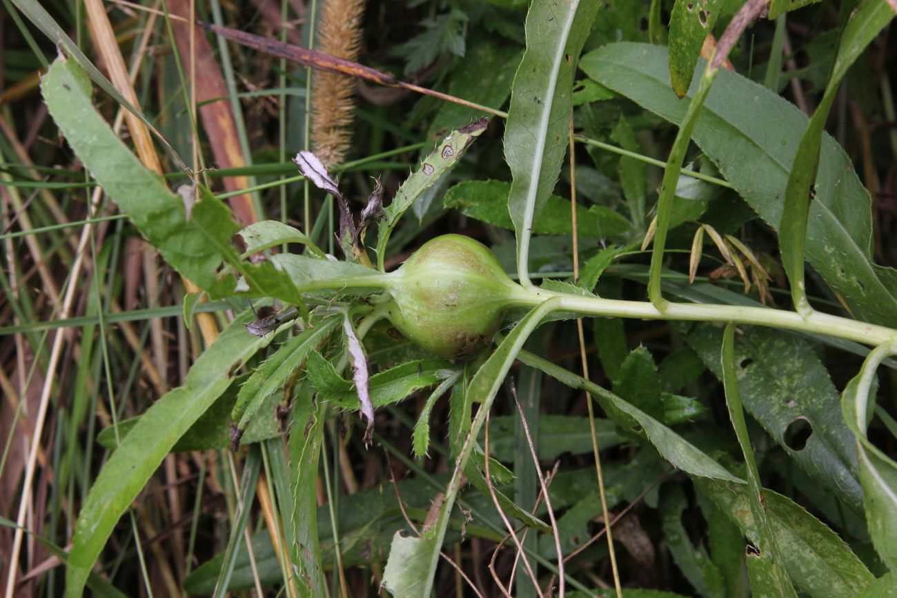 Image of Cirsium setosum specimen.