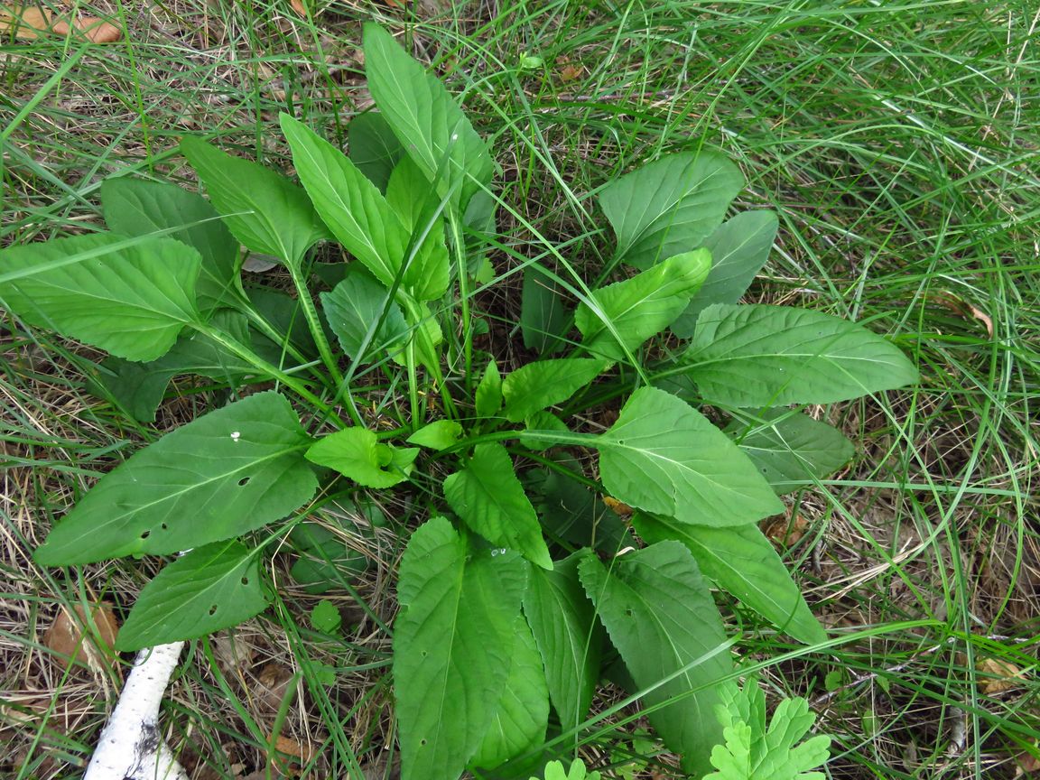 Image of Viola jeniseensis specimen.