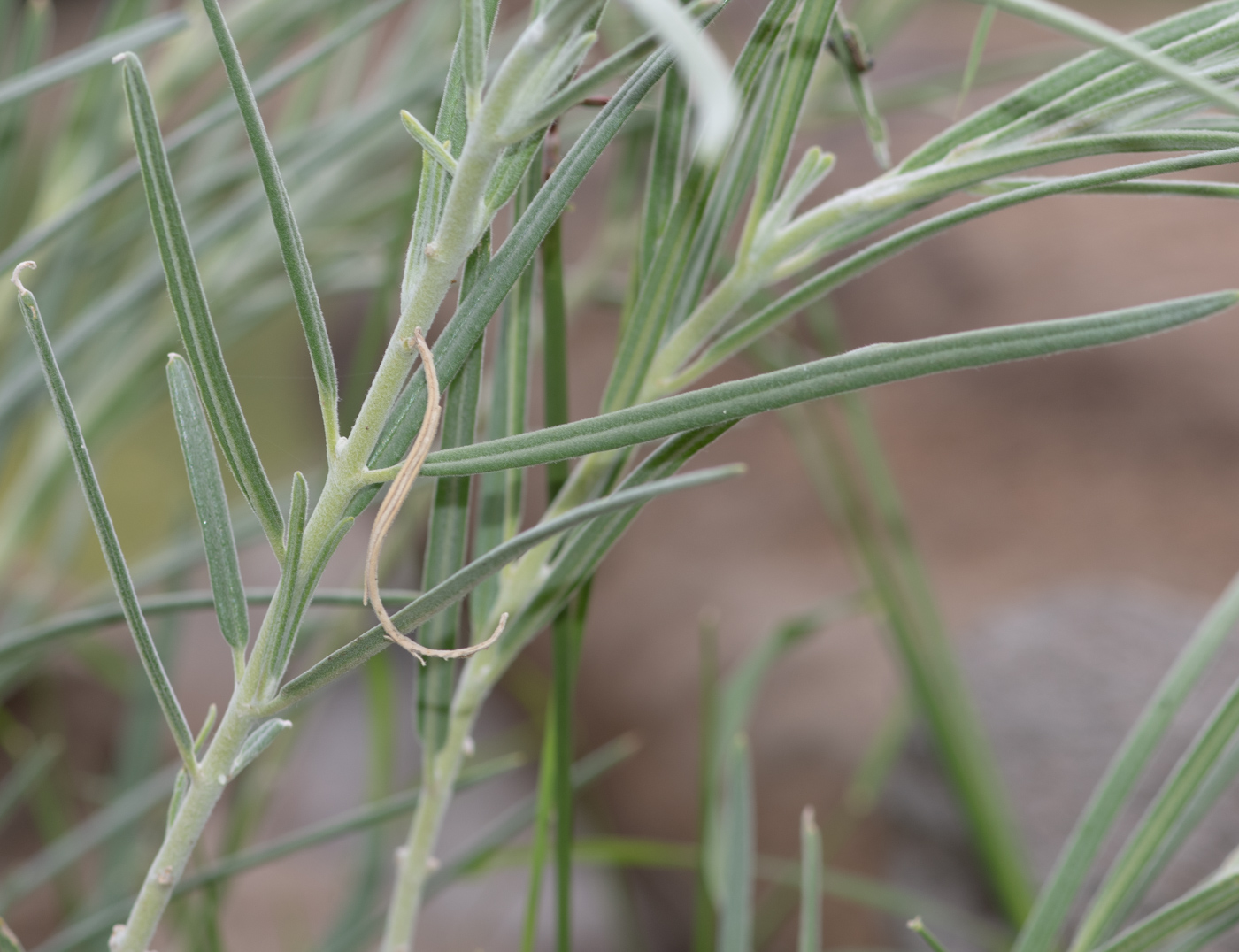 Image of Gomphocarpus tomentosus specimen.