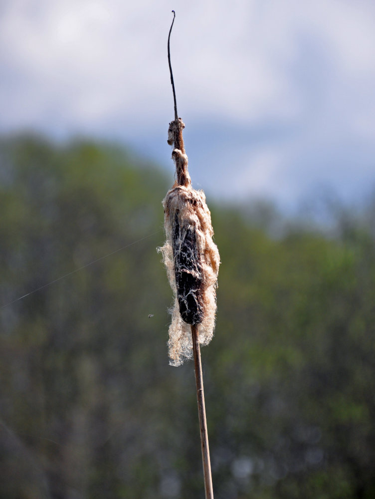 Image of Typha latifolia specimen.