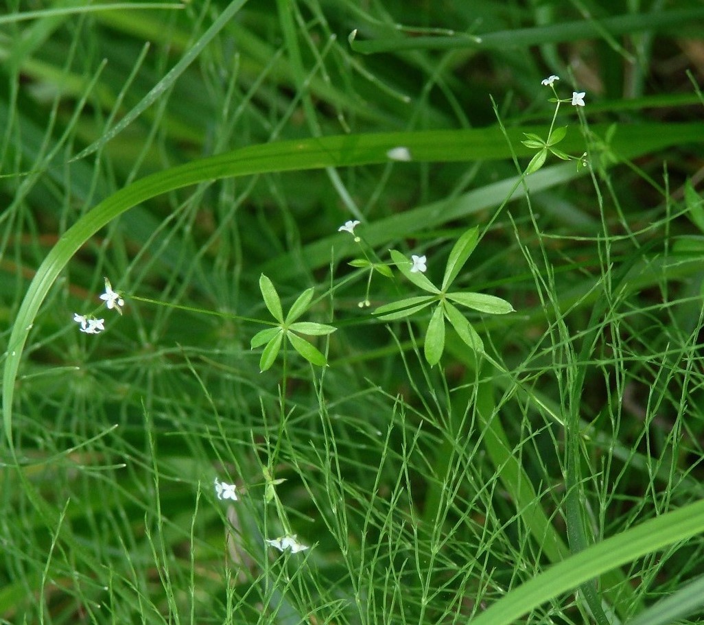 Image of Galium uliginosum specimen.