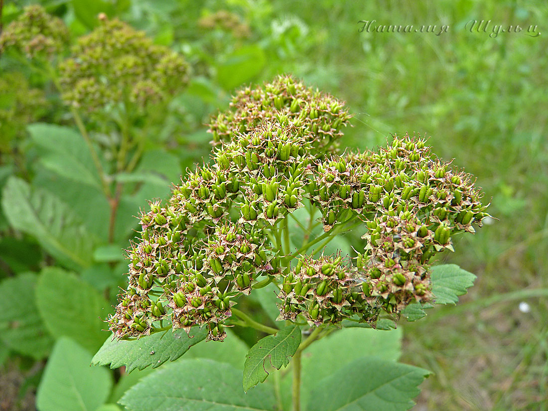 Image of Spiraea betulifolia specimen.