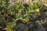 Scolymus hispanicus. Побег с соцветиями. Хорватия, Дубровник, гора Srd, травянистый склон с одиночными кустарниками. 28 августа 2010 г.