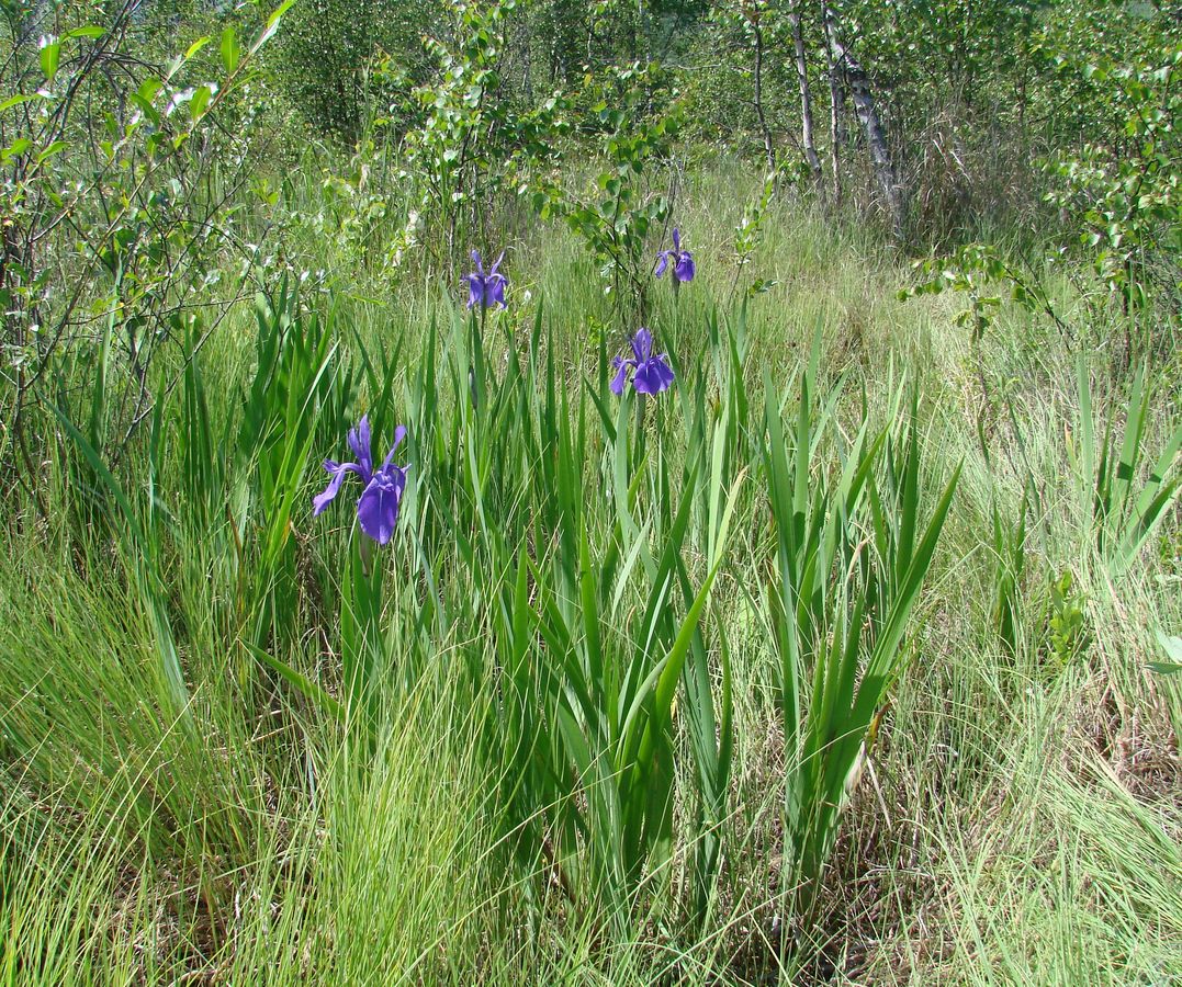 Изображение особи Iris laevigata.