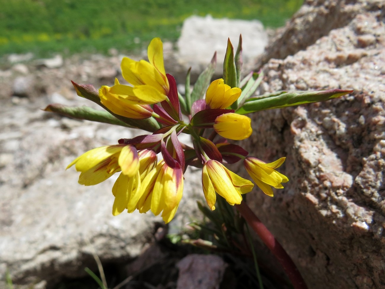 Изображение особи Gymnospermium alberti.