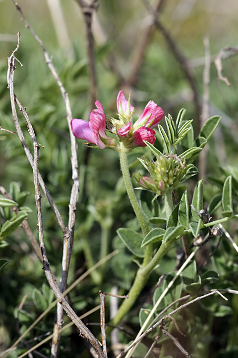 Image of genus Hedysarum specimen.