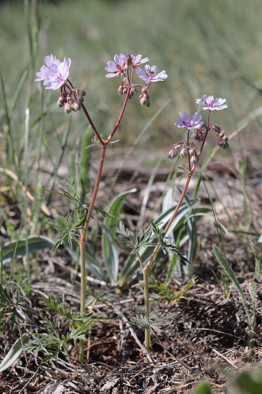 Image of Geranium macrostylum specimen.