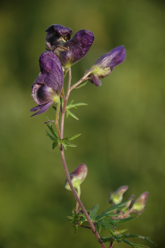 Image of Aconitum volubile specimen.