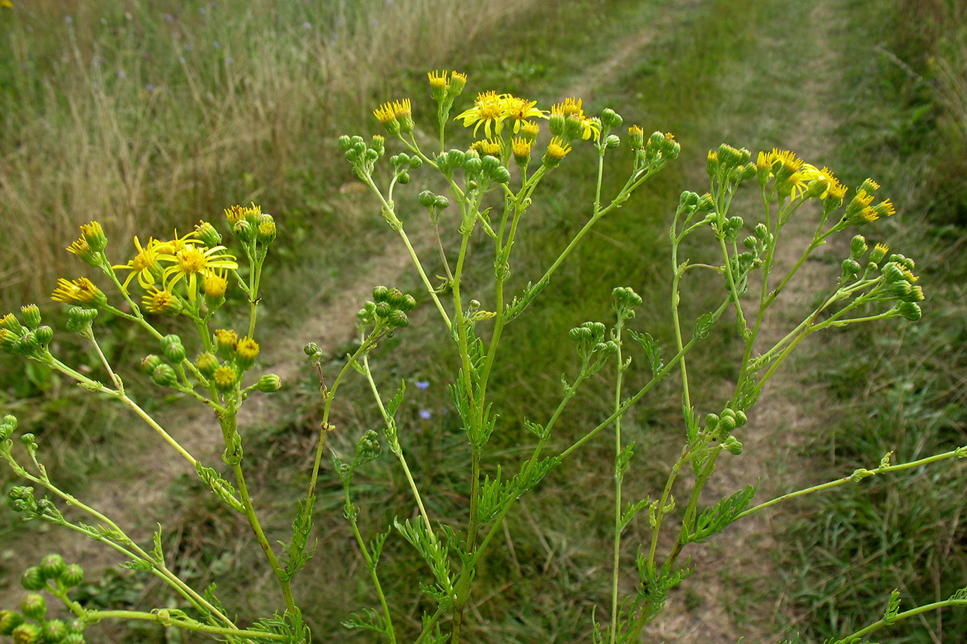 Image of Senecio erucifolius specimen.