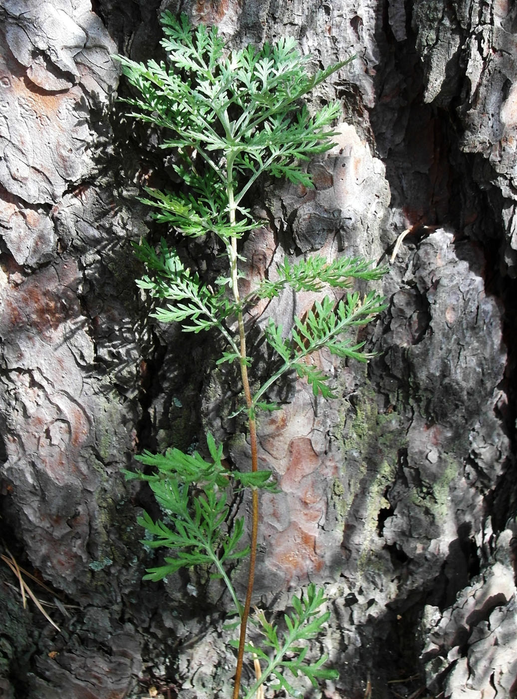 Image of Artemisia gmelinii specimen.