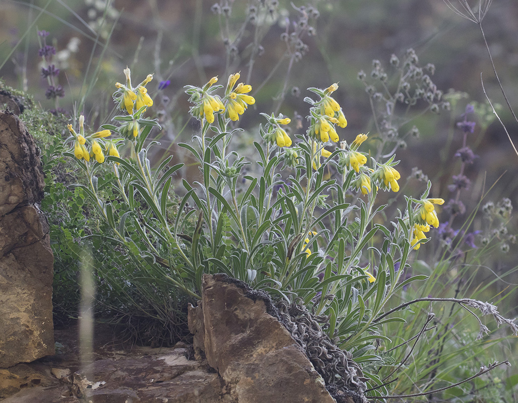 Image of Onosma caucasica specimen.