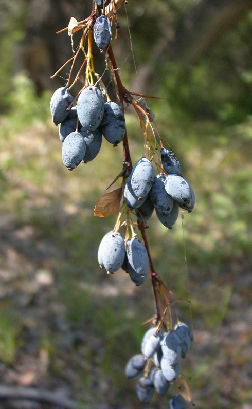 Image of Berberis sphaerocarpa specimen.