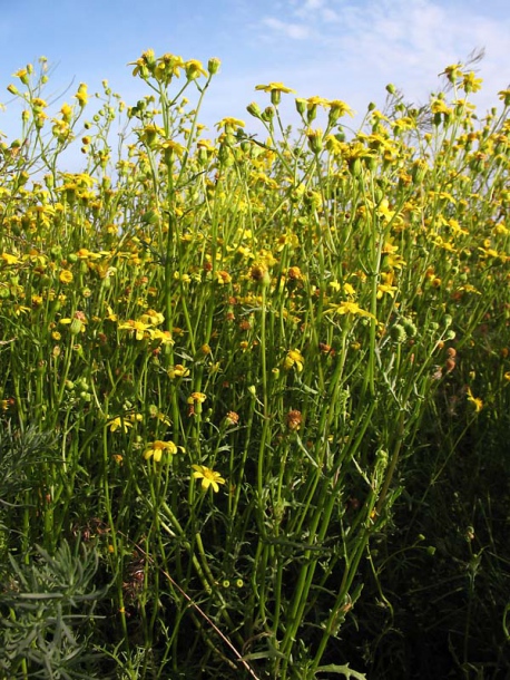 Image of Senecio noeanus specimen.