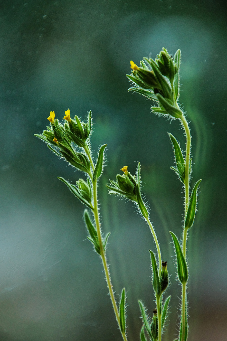 Image of Madia glomerata specimen.