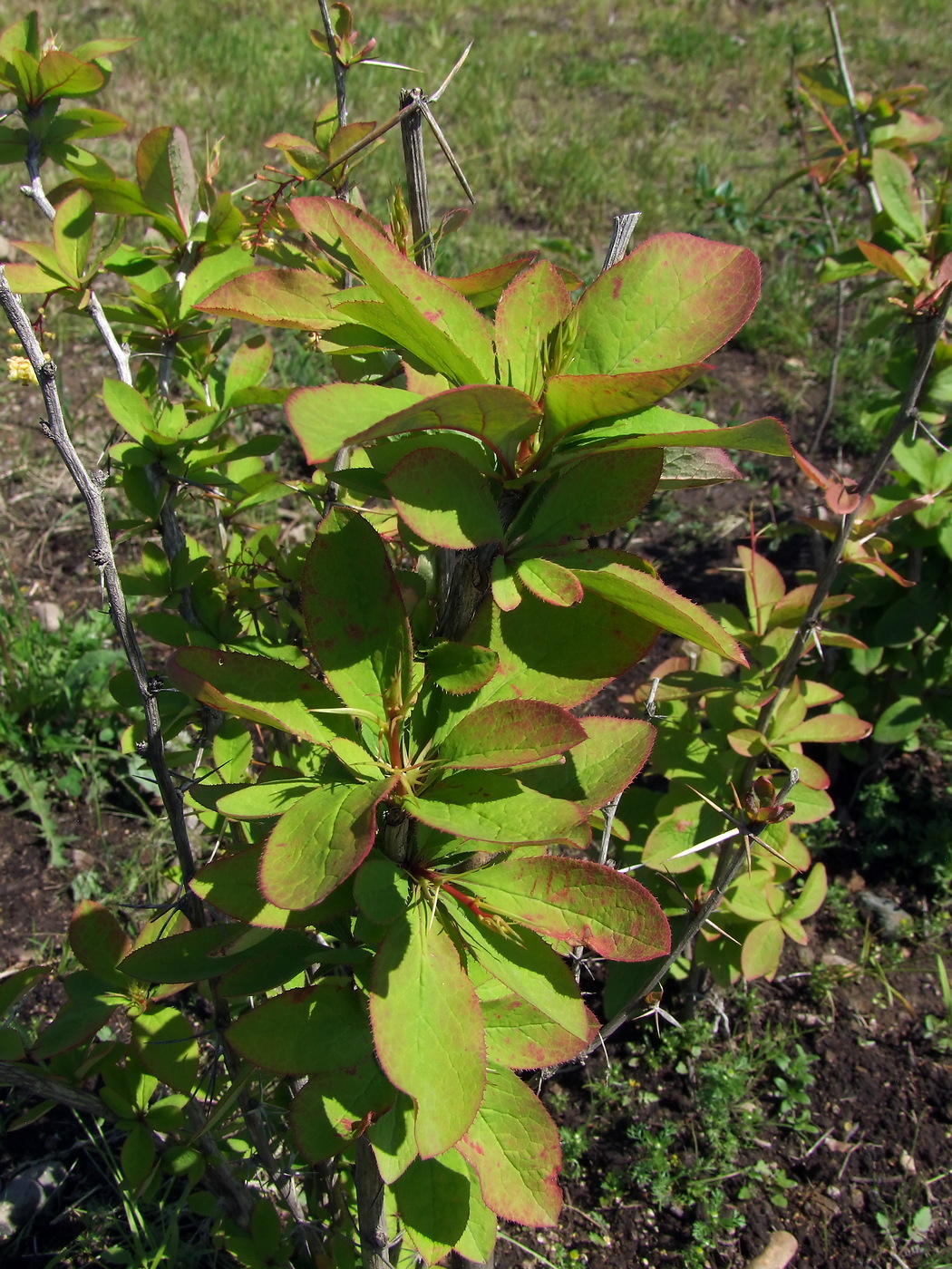 Изображение особи Berberis vulgaris.