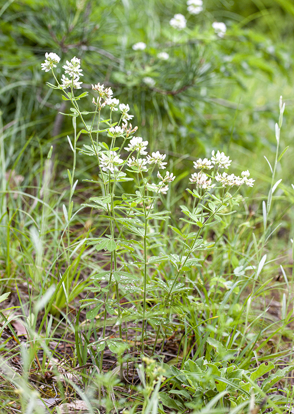 Изображение особи Dorycnium graecum.