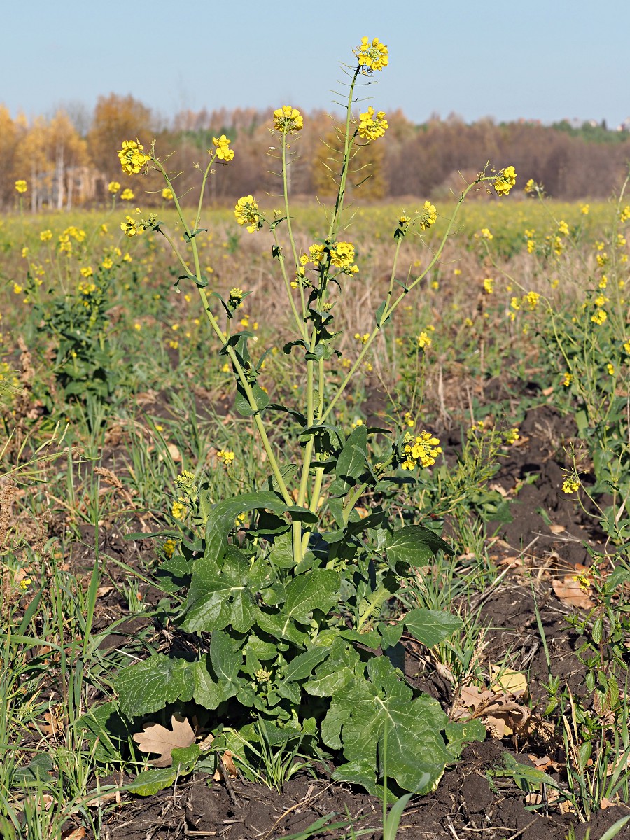 Image of Brassica campestris specimen.