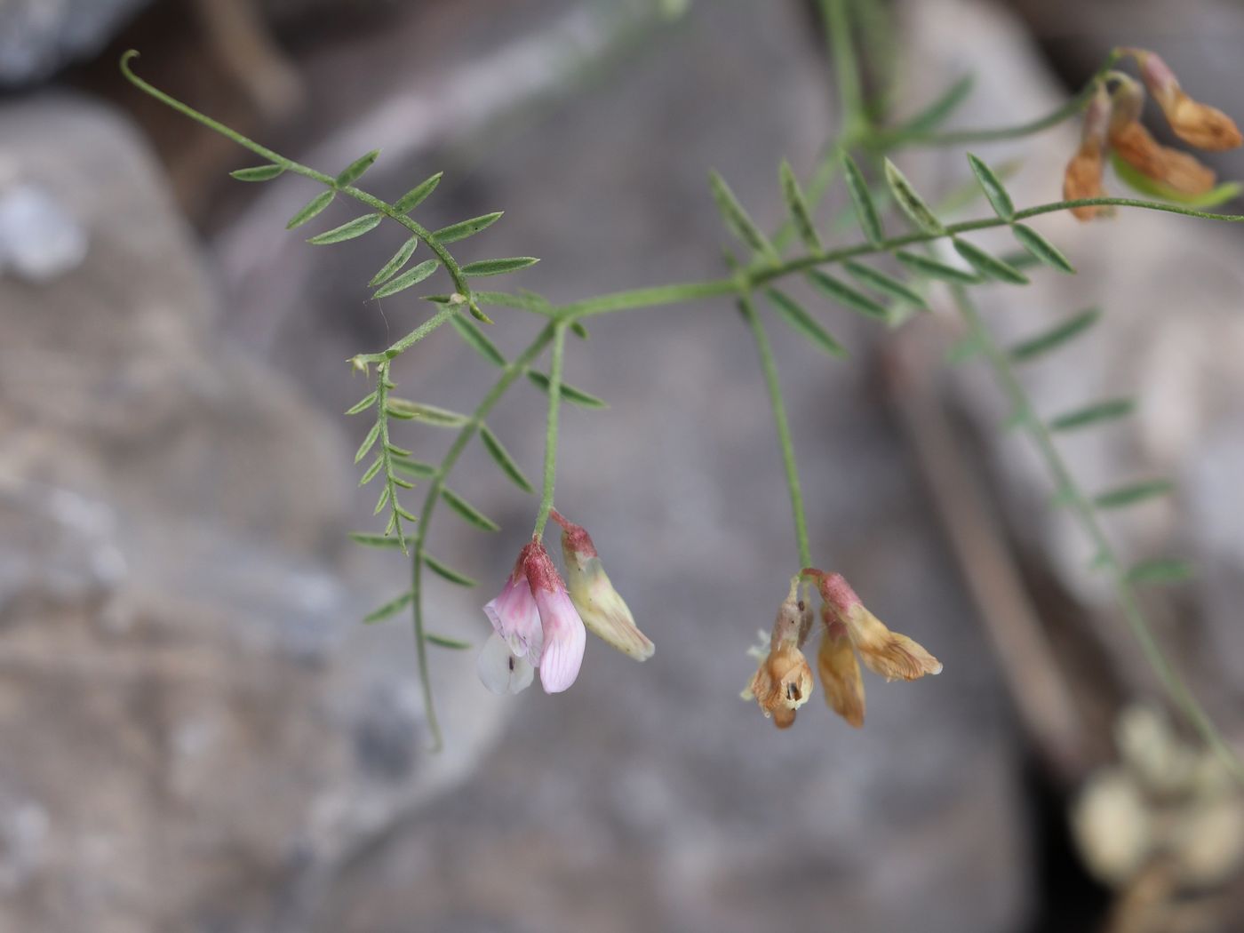 Image of Vicia kokanica specimen.