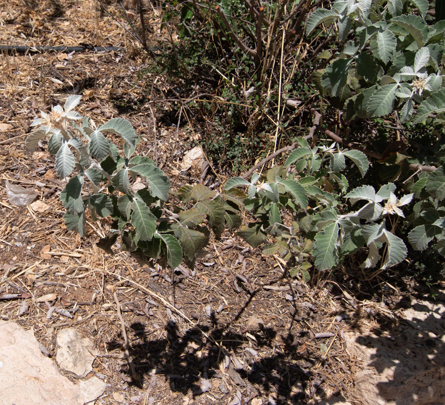 Image of Searsia batophylla specimen.