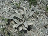 Matthiola odoratissima