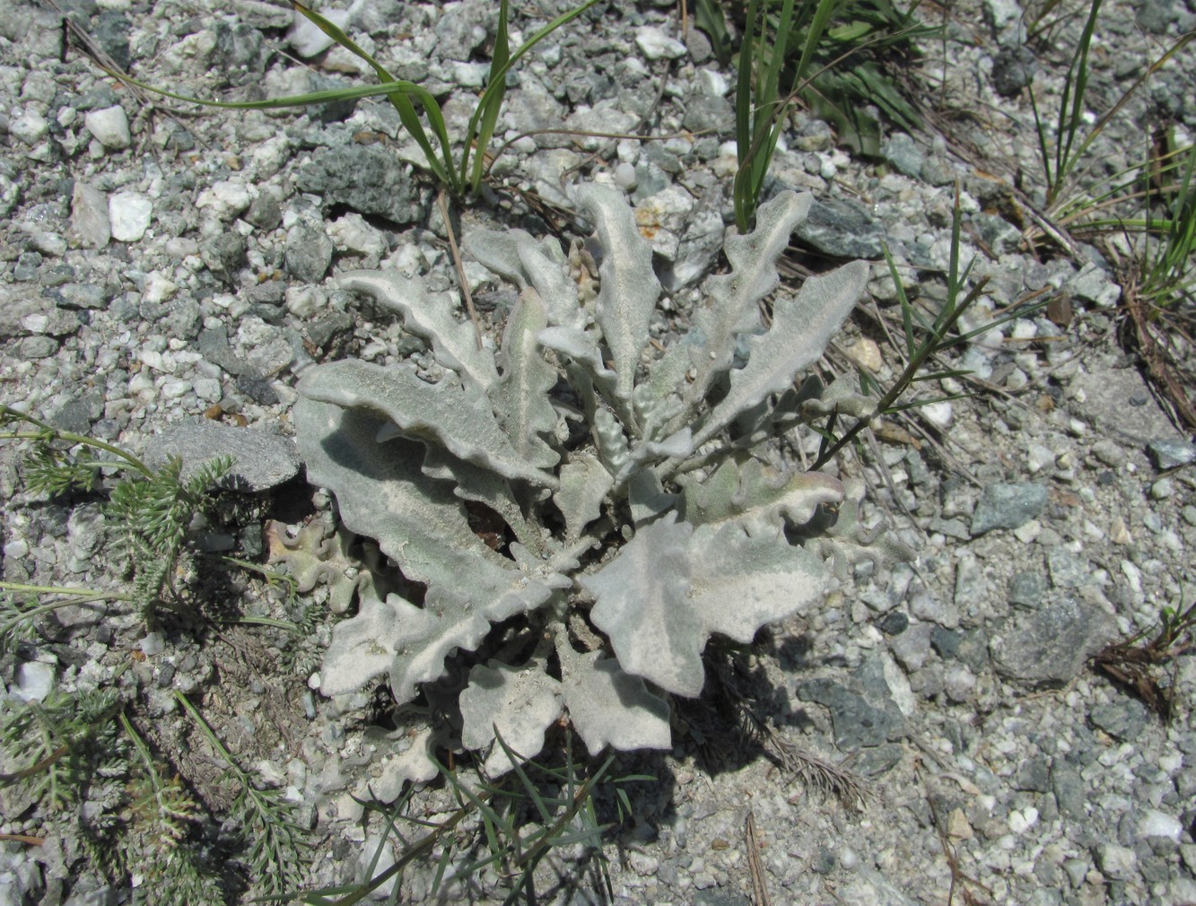 Image of Matthiola odoratissima specimen.