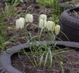 genus Fritillaria. Цветущие растения. Пермский край, г. Пермь, Кировский р-н, клумба у жилого дома. 15.05.2022.