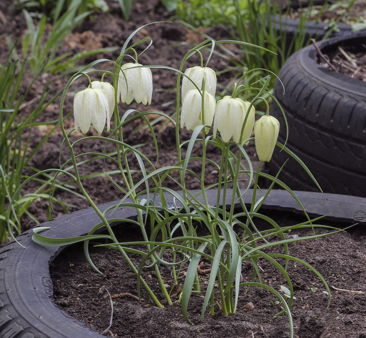 Image of genus Fritillaria specimen.