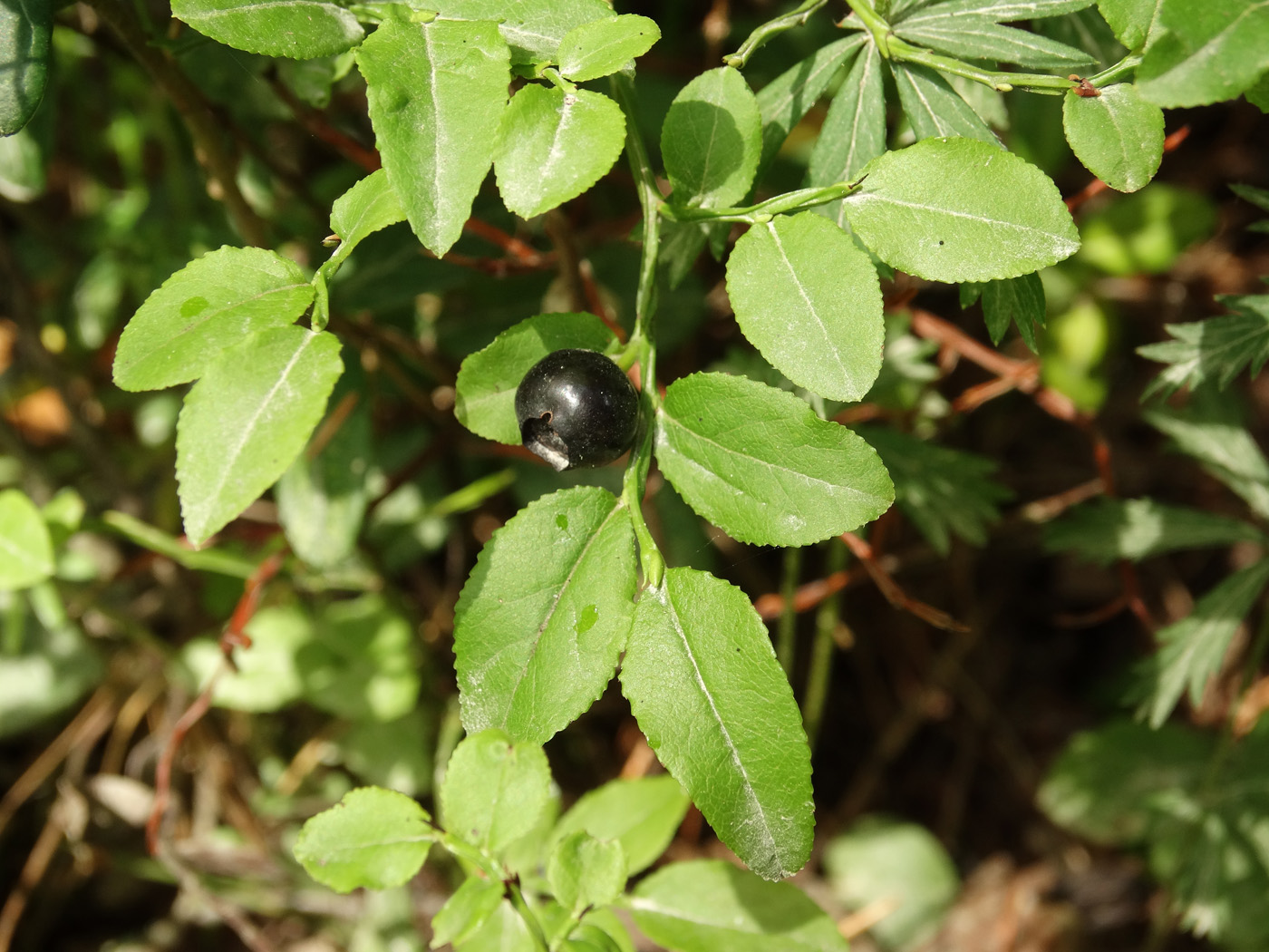 Image of Vaccinium myrtillus specimen.