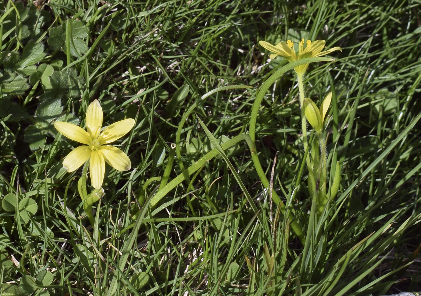 Image of Gagea liotardii specimen.