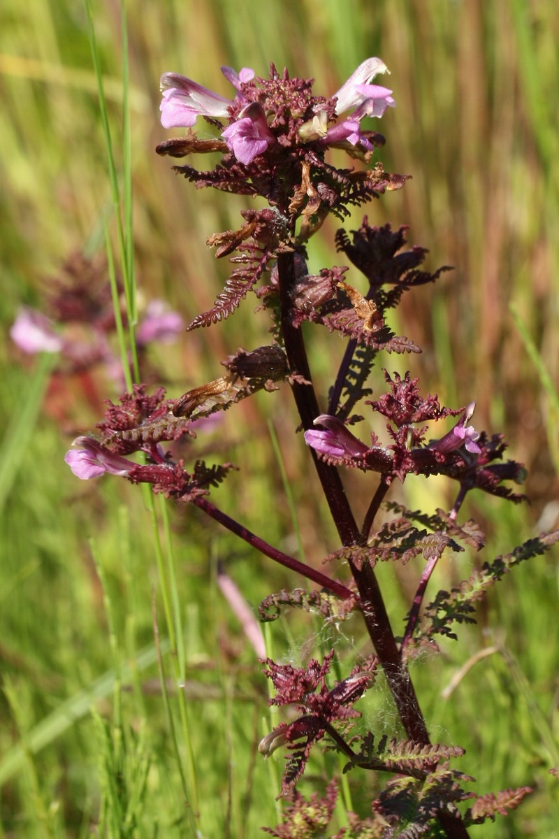 Изображение особи Pedicularis palustris.