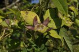 Codonopsis ussuriensis. Плоды и листья в осенней окраске. Приморский край, Шкотовский р-н, окр. с. Новонежино, кромка сырого разнотравного луга у ручья. 08.09.2022.