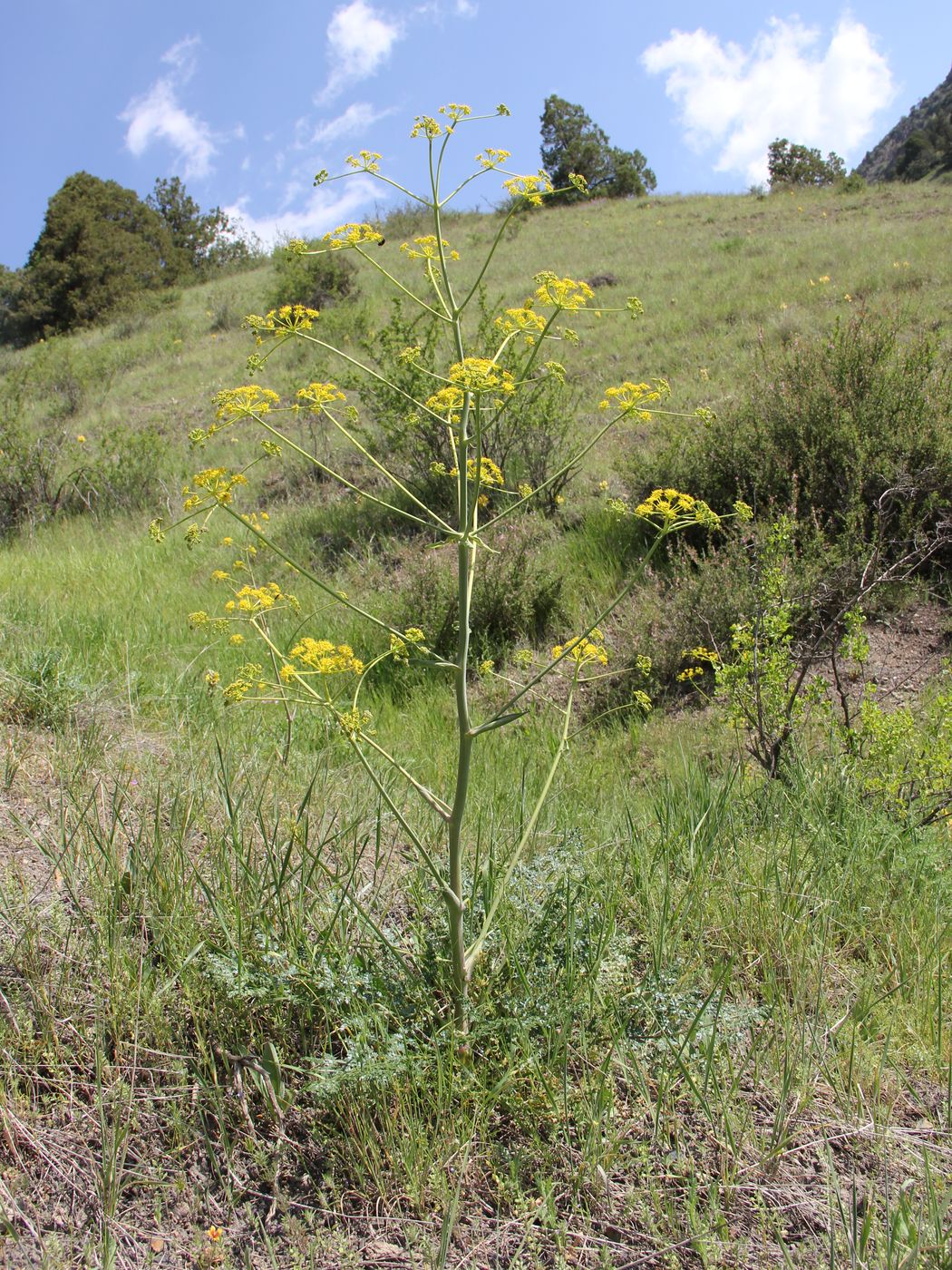 Image of Ferula samarkandica specimen.