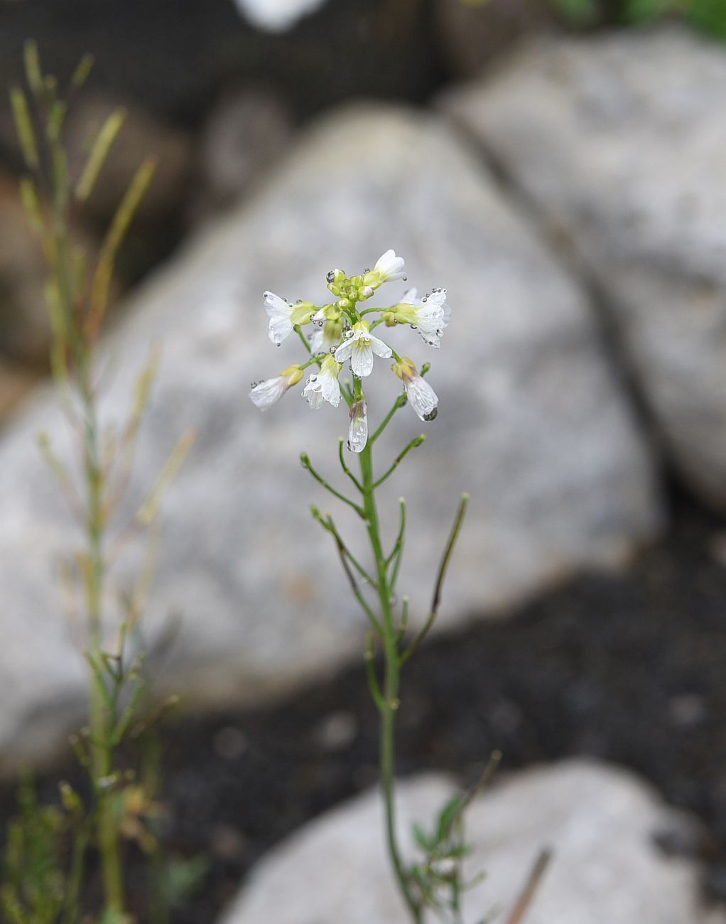 Image of Cardamine tenera specimen.