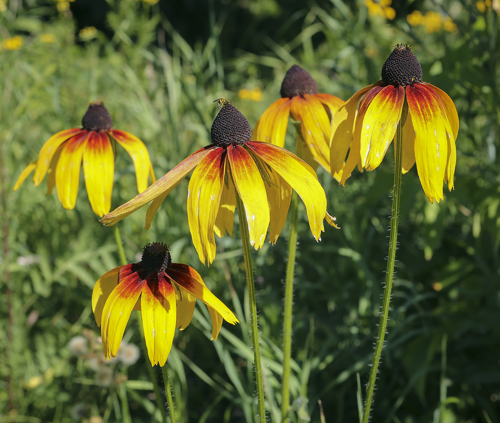 Image of Rudbeckia hirta specimen.