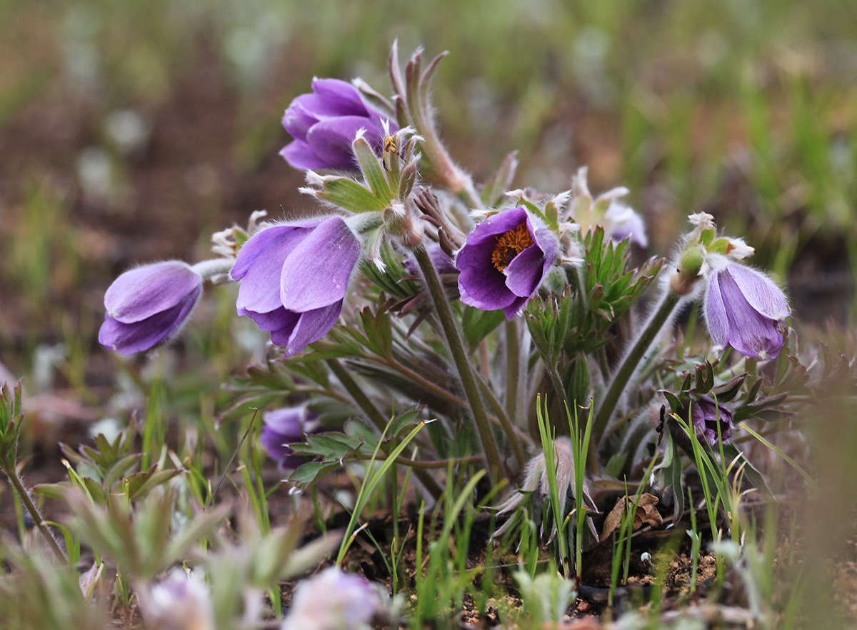 Изображение особи род Pulsatilla.