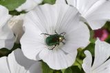 Malva trimestris